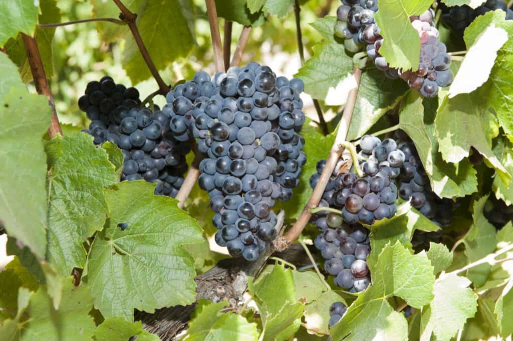 Gamay noir à jus blanc